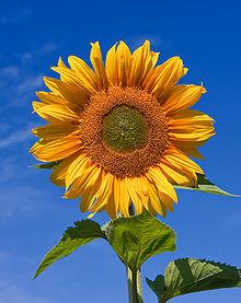 250px-Sunflower_sky_backdrop[1].jpg