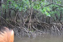 マングローブ.jpg