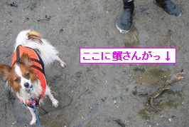 蟹さん.jpg