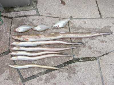 hamo2.jpg