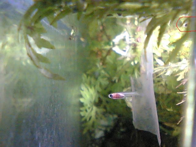 グッピー稚魚