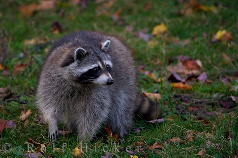 cute-raccoon-picture_28408.jpg