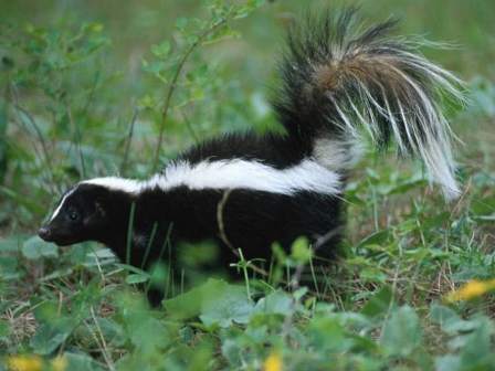 Skunk-in-Grass-800x600.jpg