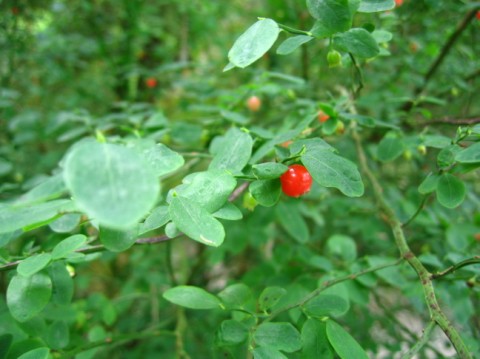 Hackle Berry Summer 2008.jpg
