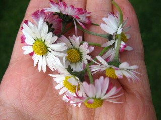 Spring in 2008 108 Small Web view.jpg