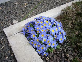 庭の花