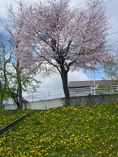 桜とタンポポ