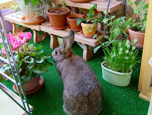 ふくベランダ