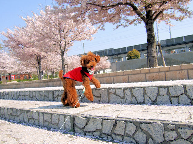 桜とそら