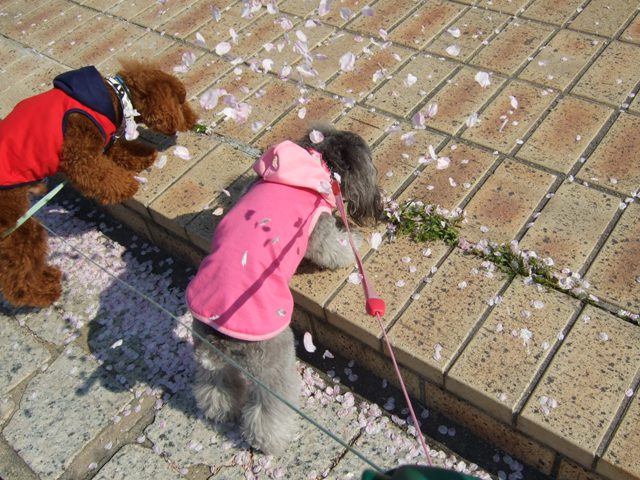 桜吹雪3