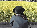 菜の花.jpg
