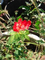 DSC04232.JPG