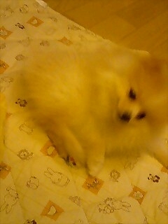 クビワ１