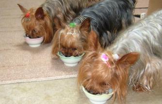 おいしいごはん