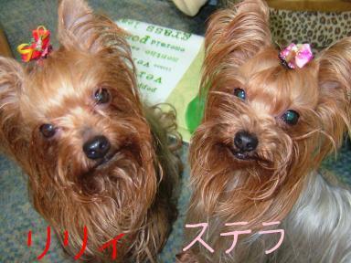 母と娘。最近娘が私に似てきて・・・