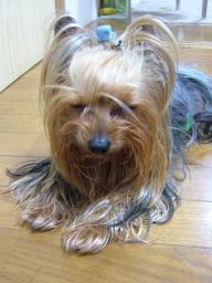 ねむねむアラン