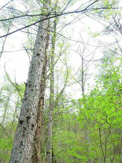 都民の森の中。