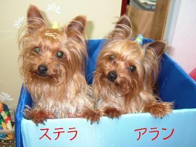 箱入り娘と箱入り息子