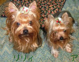 シャンプー、してきました。