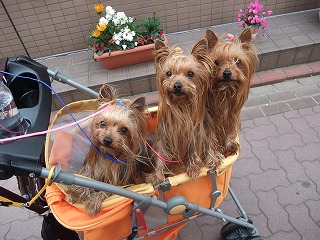 おでかけカートHGで桜祭りへ行って来ました！
