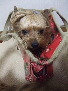 アラン、はいります。