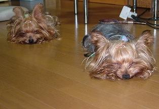 やっぱり親子。。