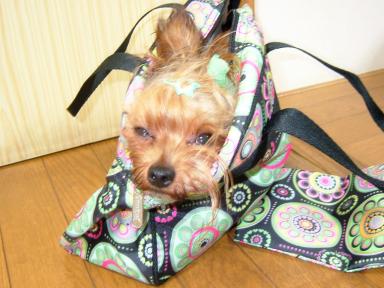 ヤドカリアラン