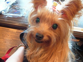 ステラ、たのしいね♪