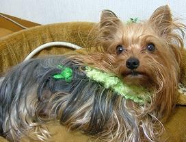 巻きものアラン