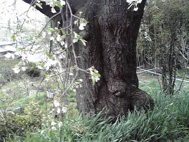 京都府井手町地蔵禅院の枝垂桜