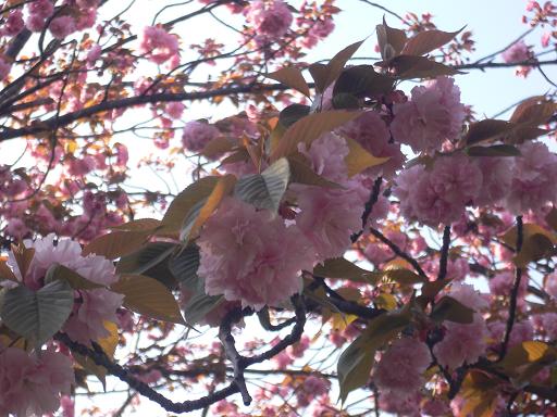 大阪城公園の桜