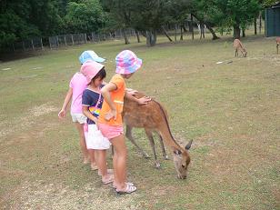 三人で鹿を触る