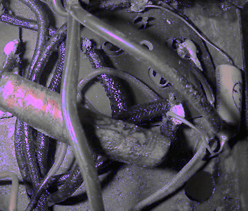 middle_1262960707.gif