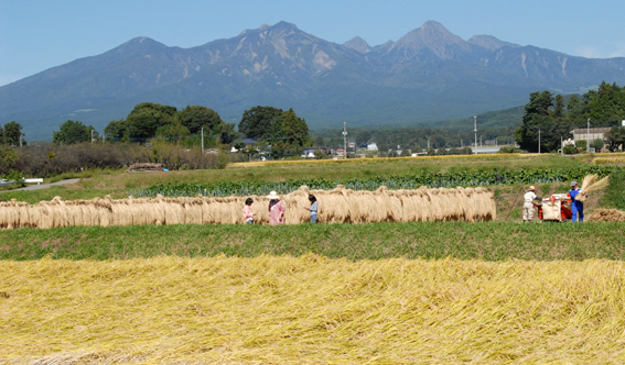 穫り入れを迎えた八ヶ岳山麓.jpg