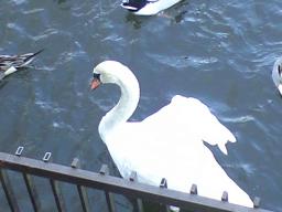 鹿沼公園の白鳥さん