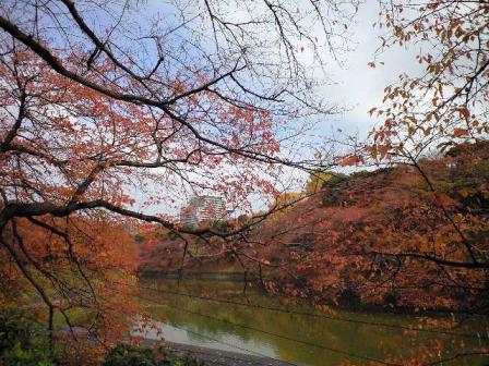 千鳥ヶ淵の桜