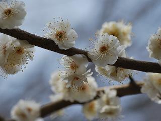 多摩平の森