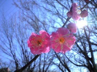 日野中央公園の梅