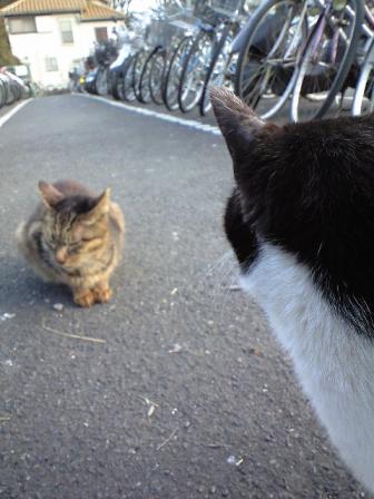 にゃにゃ～ン（ネコ語）