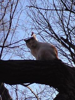 天然キャットタワー