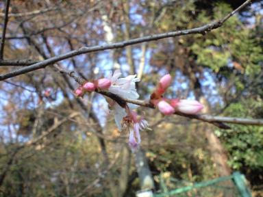 小さな池のサクラ