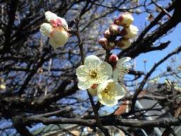 近所の梅の花