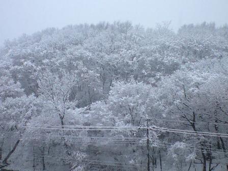 雪の黒川の森