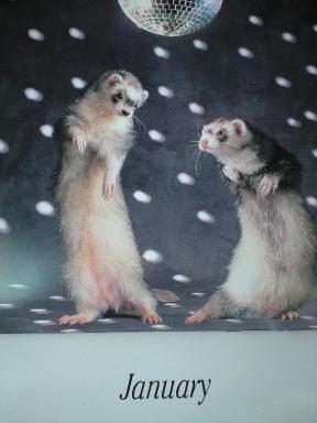 Jeanne Carley's Ferret Calendar 2008