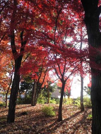 日野中央公園　モミジ2