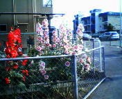 200706021639    タチアオイ.jpg