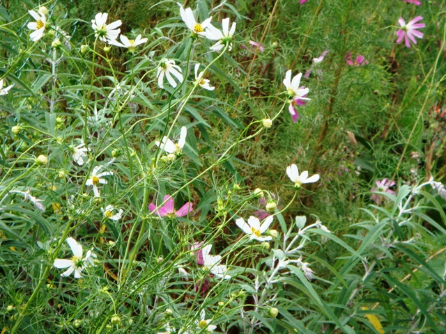 DSC00009.JPG