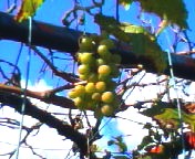 200711211057   ブドウが！.jpg