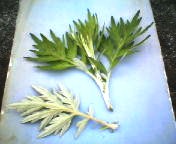 200704231159    よもぎ.jpg