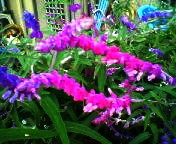 200711151555   モヘア花.jpg